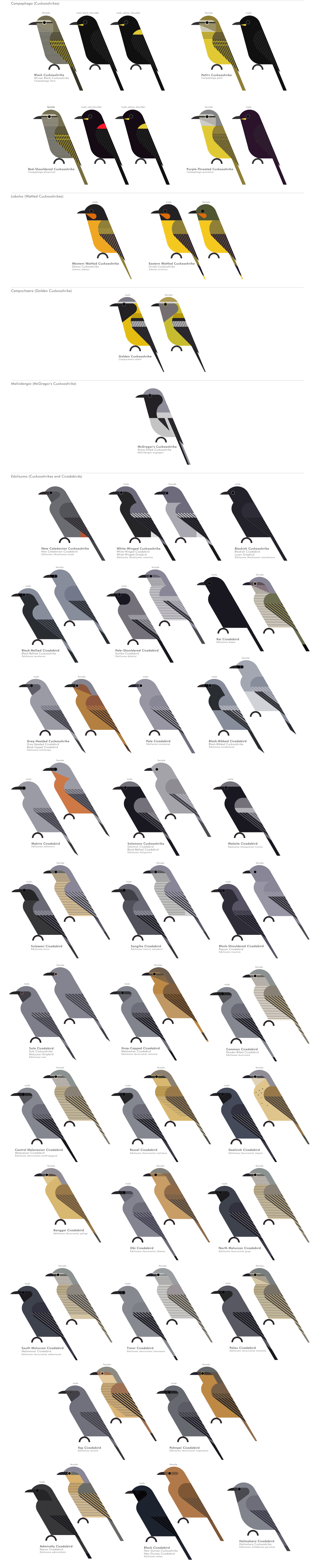 scott partridge - AVE - avian vector encyclopedia - cuckooshrikes - bird vector art