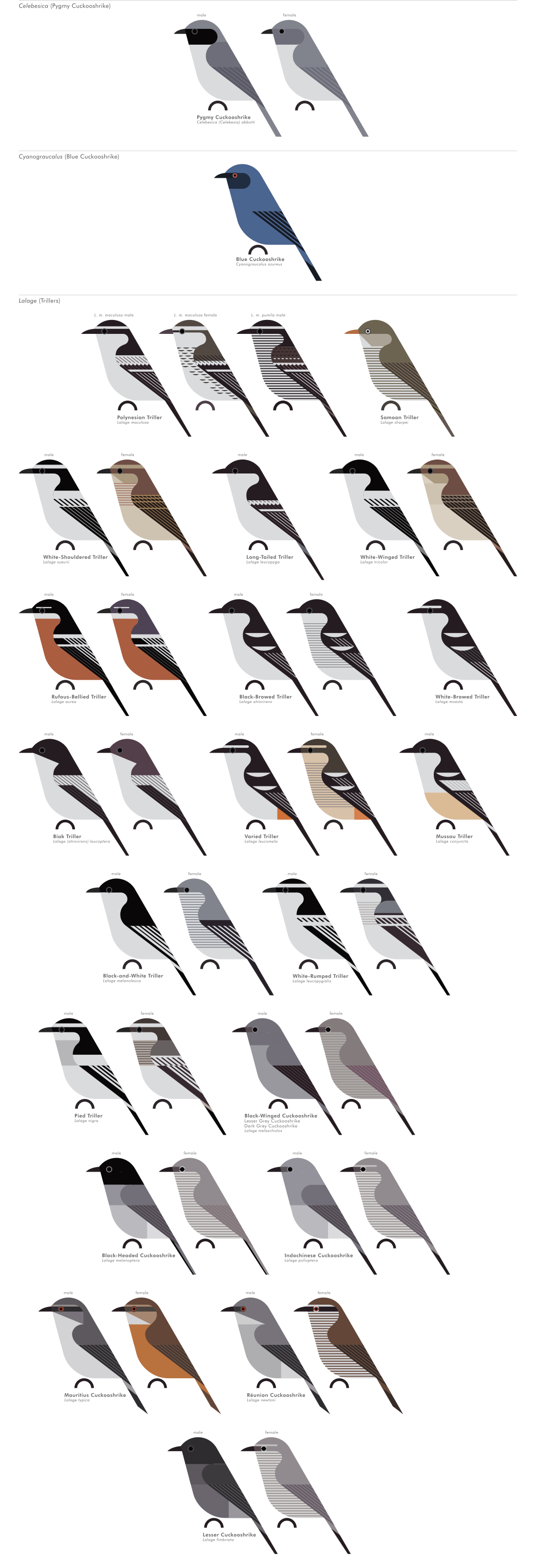 scott partridge - AVE - avian vector encyclopedia - cuckooshrikes - bird vector art