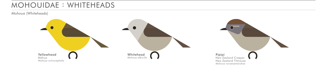 scott partridge - AVE - avian vector encyclopedia - mohoua - bird vector art