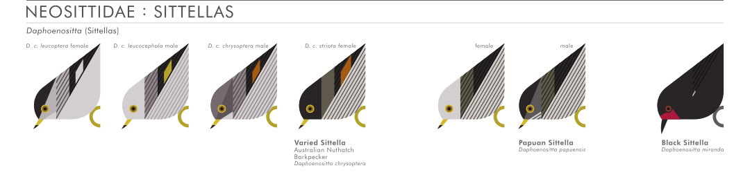 scott partridge - AVE - avian vector encyclopedia - sittellas - bird vector art