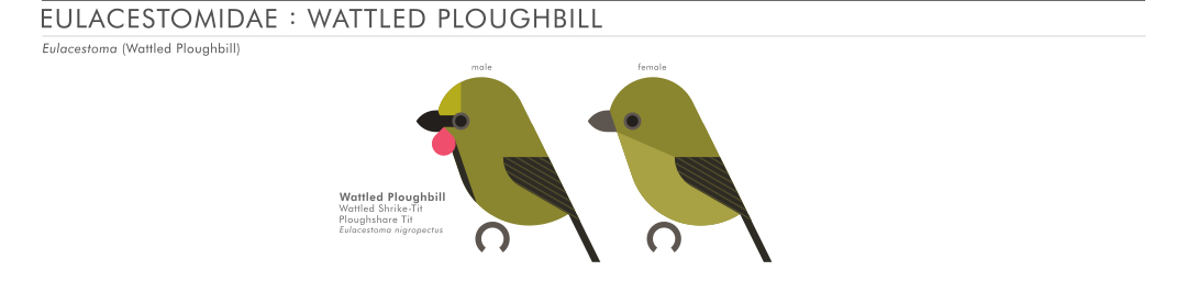 scott partridge - AVE - avian vector encyclopedia - wattled ploughbill - bird vector art
