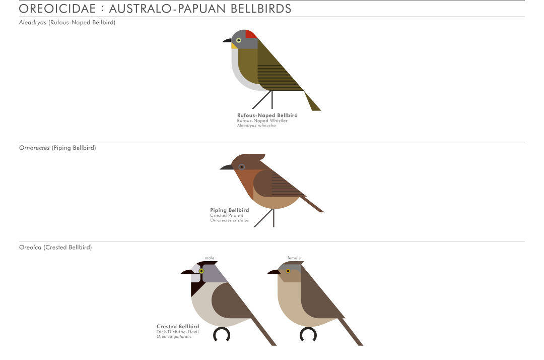 scott partridge - AVE - avian vector encyclopedia - austro-papuan bellbirds - bird vector art