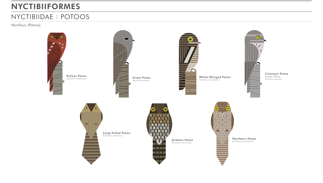 scott partridge - ave - avian vector encyclopedia - potoos NYCTIBIIFORMES - bird vector art