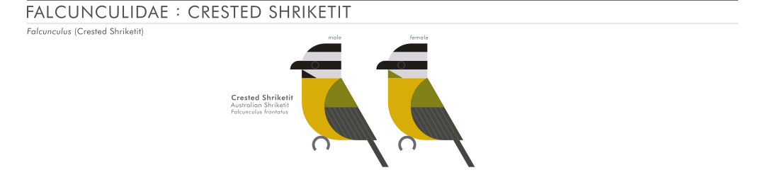 scott partridge - AVE - avian vector encyclopedia - crested shriketit - bird vector art