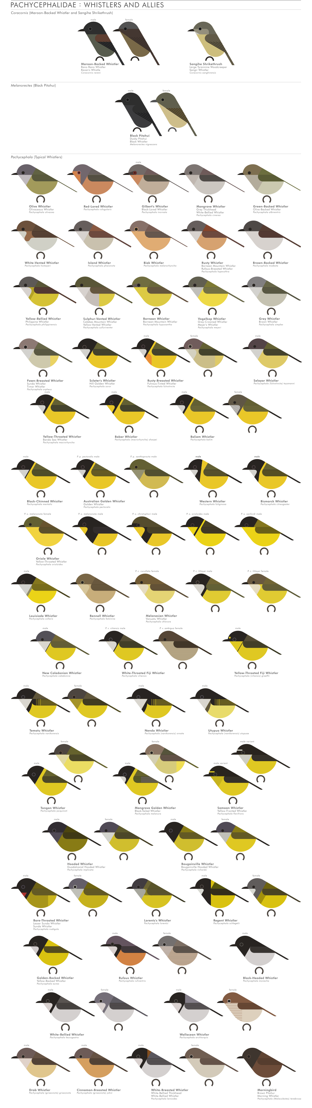 scott partridge - AVE - avian vector encyclopedia - whistlers - bird vector art