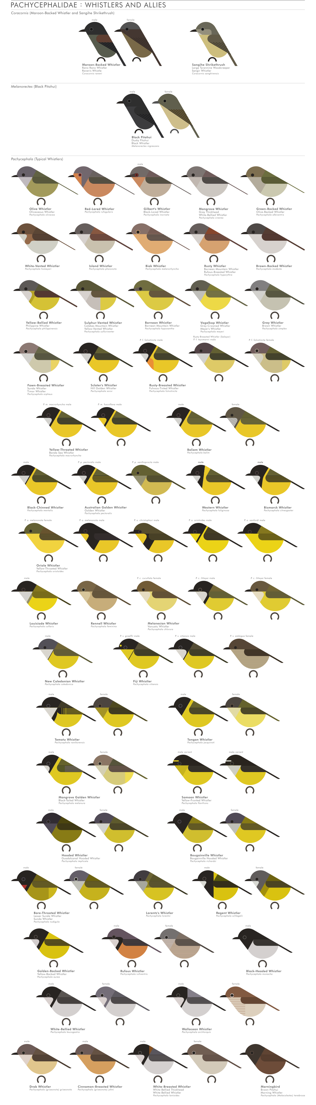 scott partridge - AVE - avian vector encyclopedia - whistlers - bird vector art