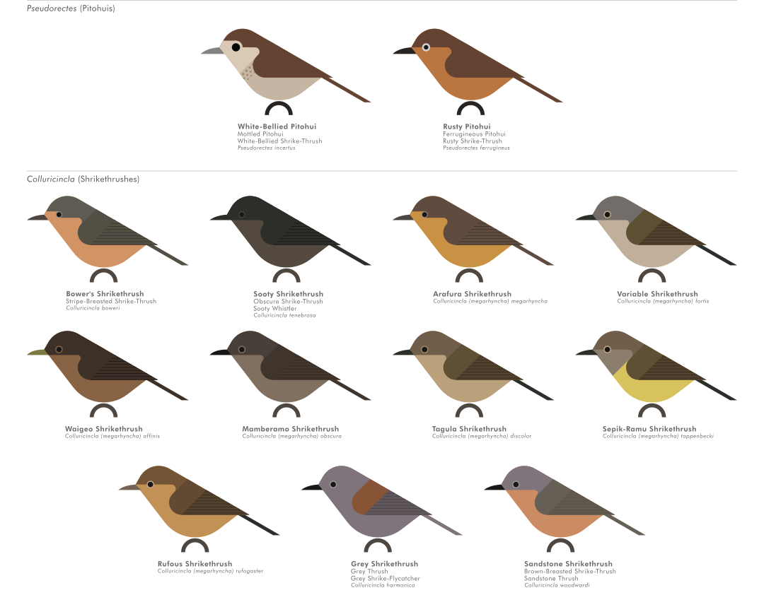 scott partridge - AVE - avian vector encyclopedia - pitohuis and shrikethrushes - bird vector art