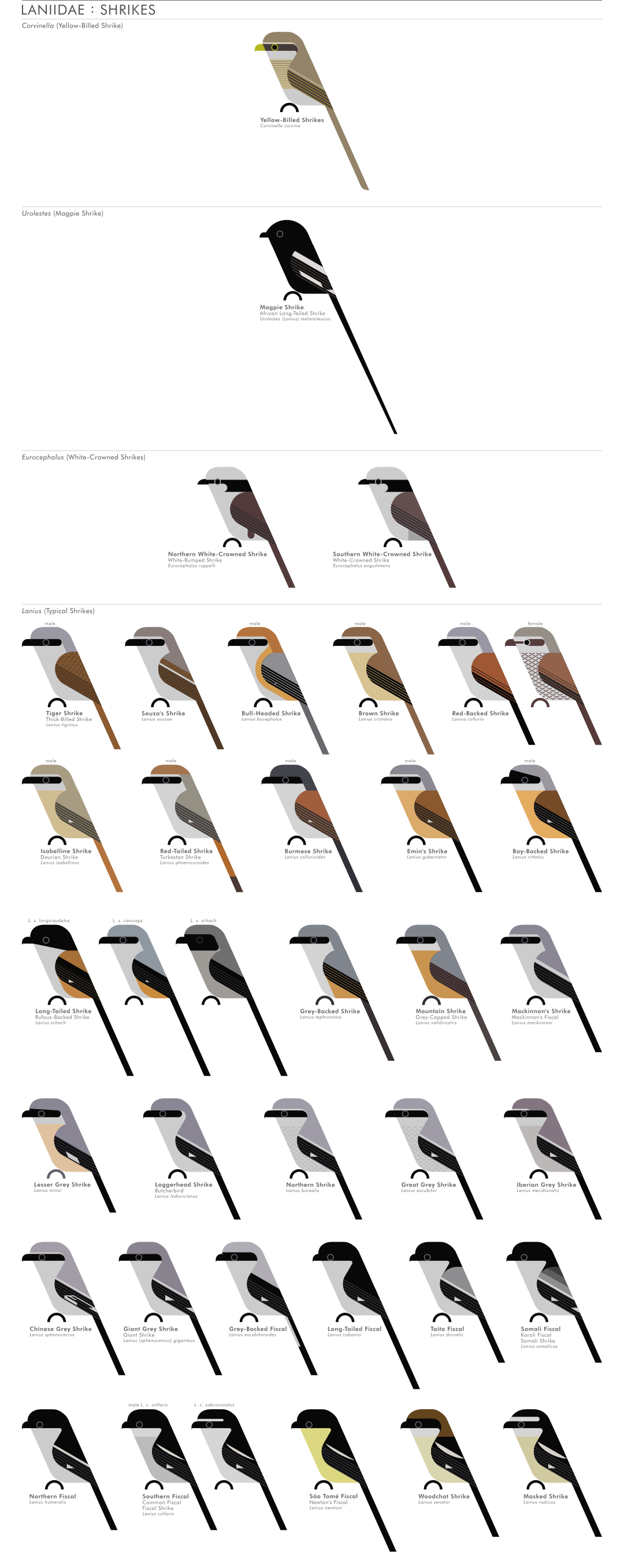 scott partridge - AVE - avian vector encyclopedia - shrikes - bird vector art