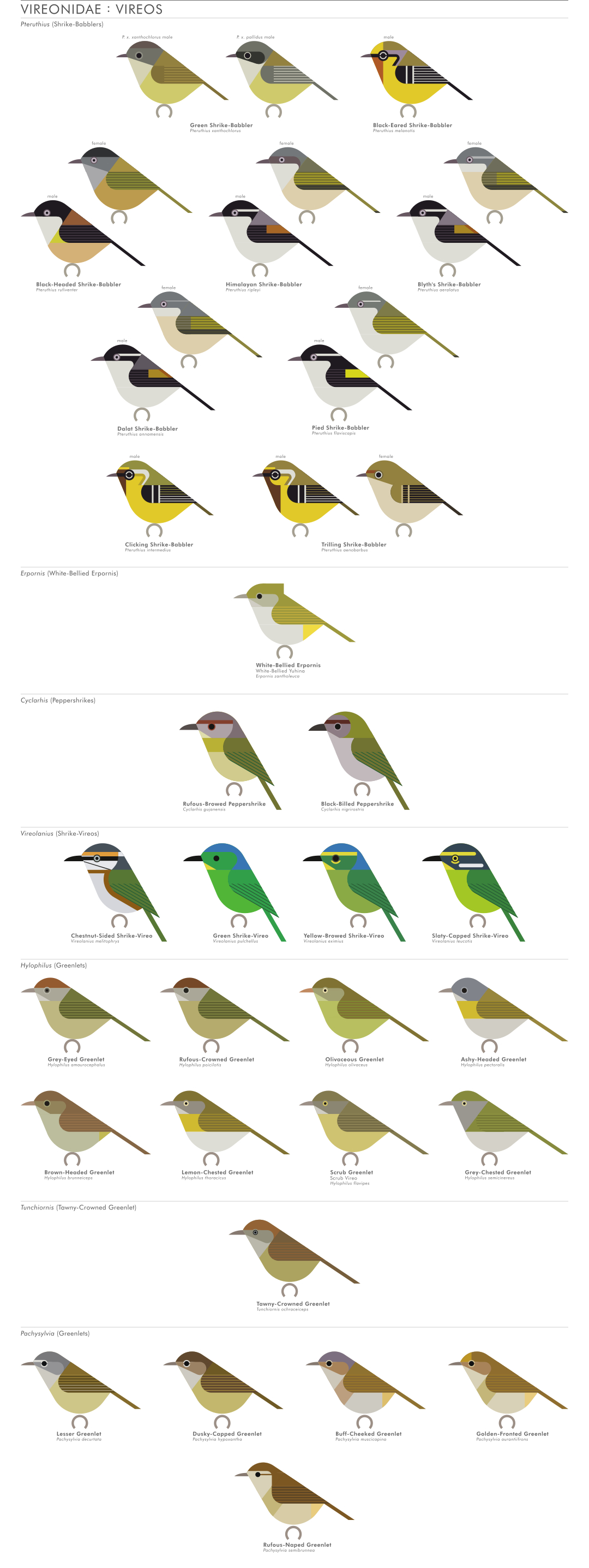 scott partridge - AVE - avian vector encyclopedia - vireos - bird vector art