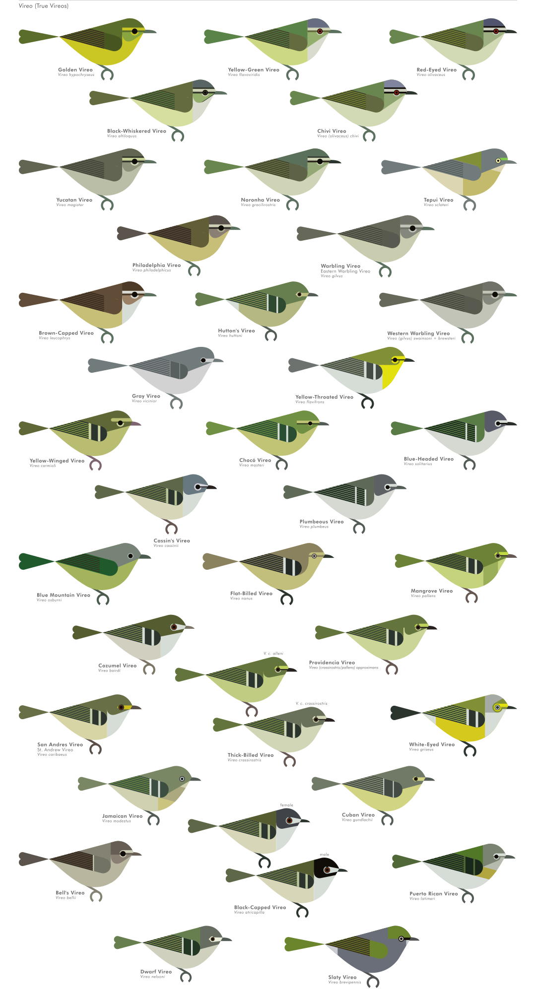 scott partridge - AVE - avian vector encyclopedia - Vireonidae - bird vector art