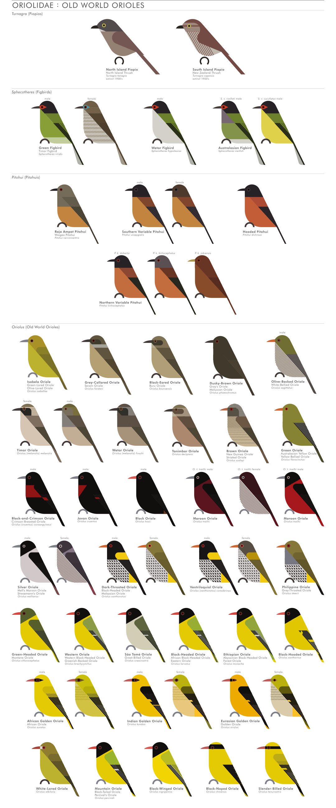 scott partridge - AVE - avian vector encyclopedia - old world orioles - bird vector art