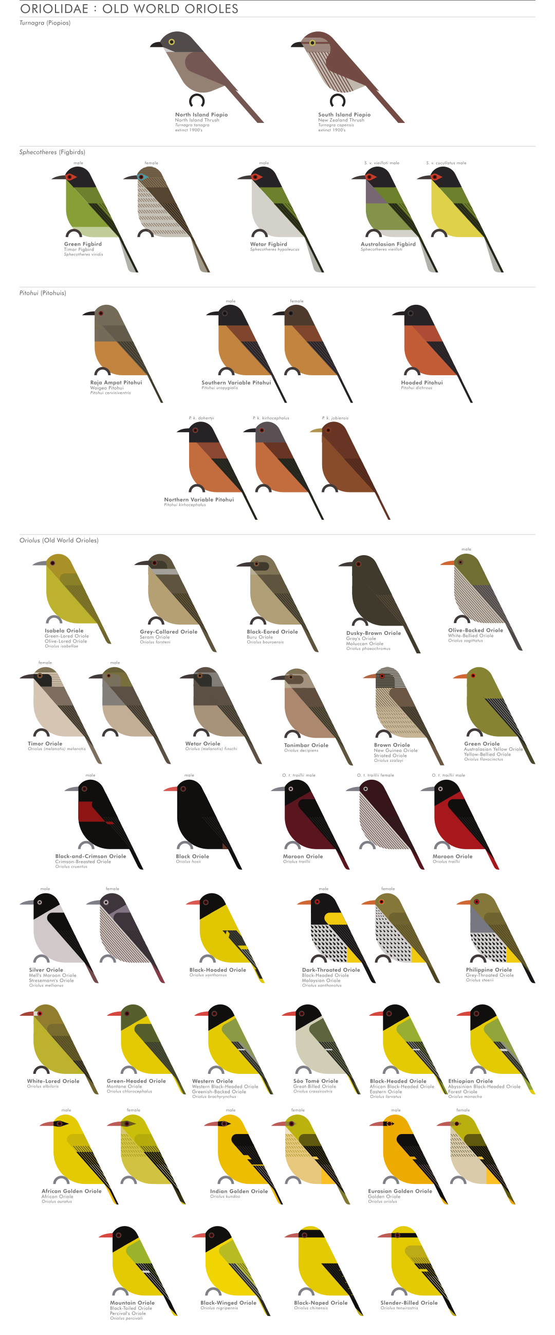 scott partridge - AVE - avian vector encyclopedia - old world orioles - bird vector art