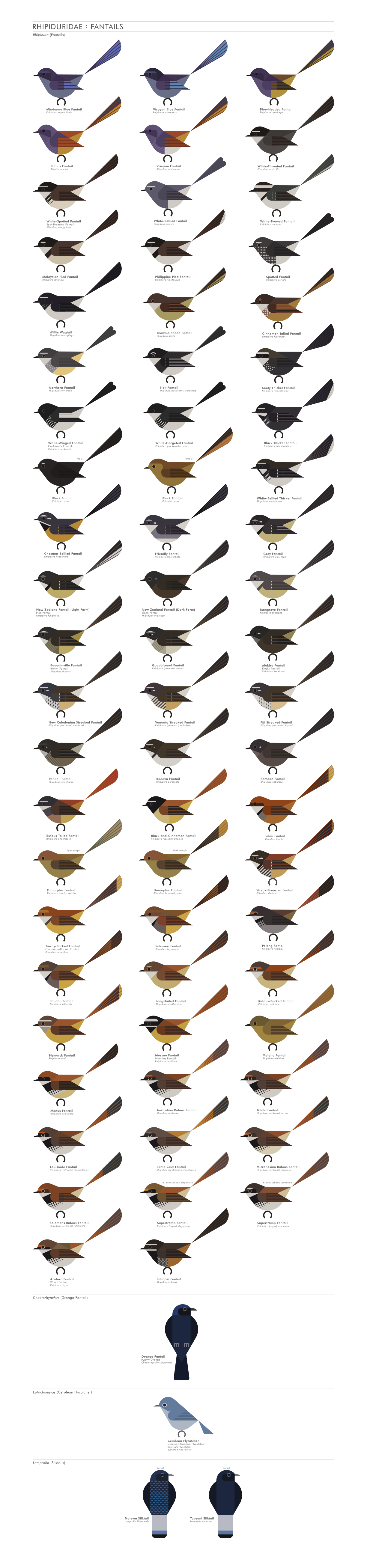 scott partridge - AVE - avian vector encyclopedia - fantails - bird vector art