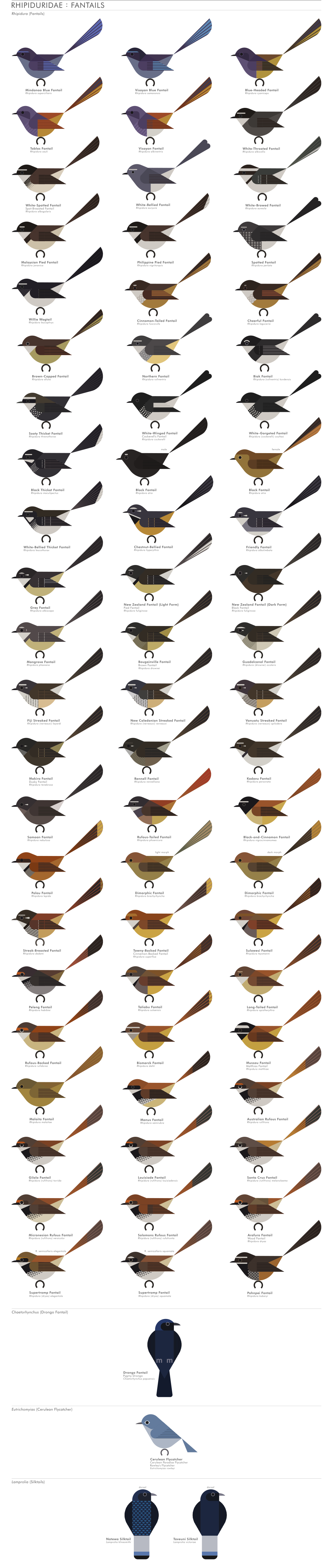 scott partridge - AVE - avian vector encyclopedia - fantails - bird vector art