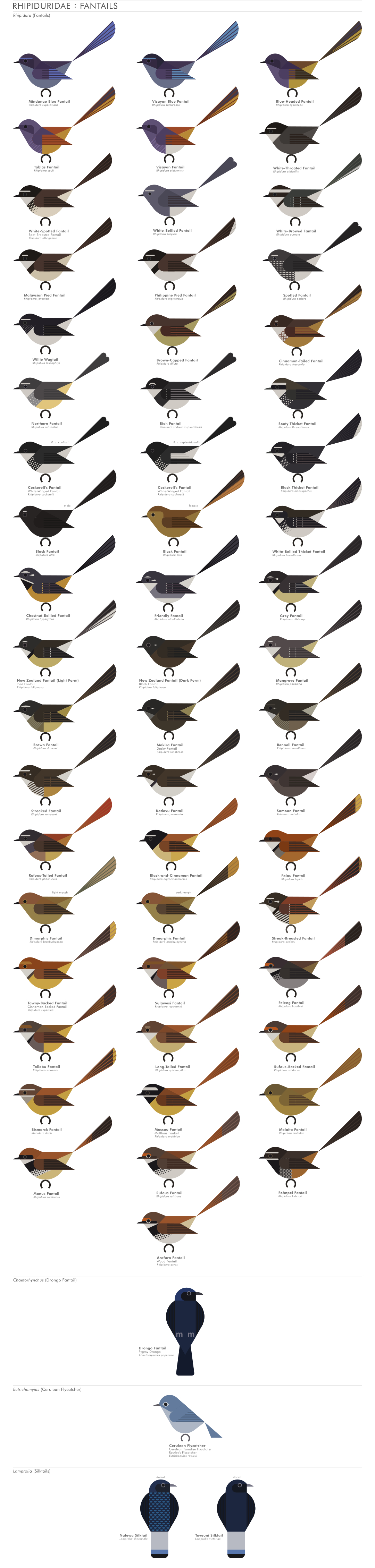 scott partridge - AVE - avian vector encyclopedia - fantails - bird vector art