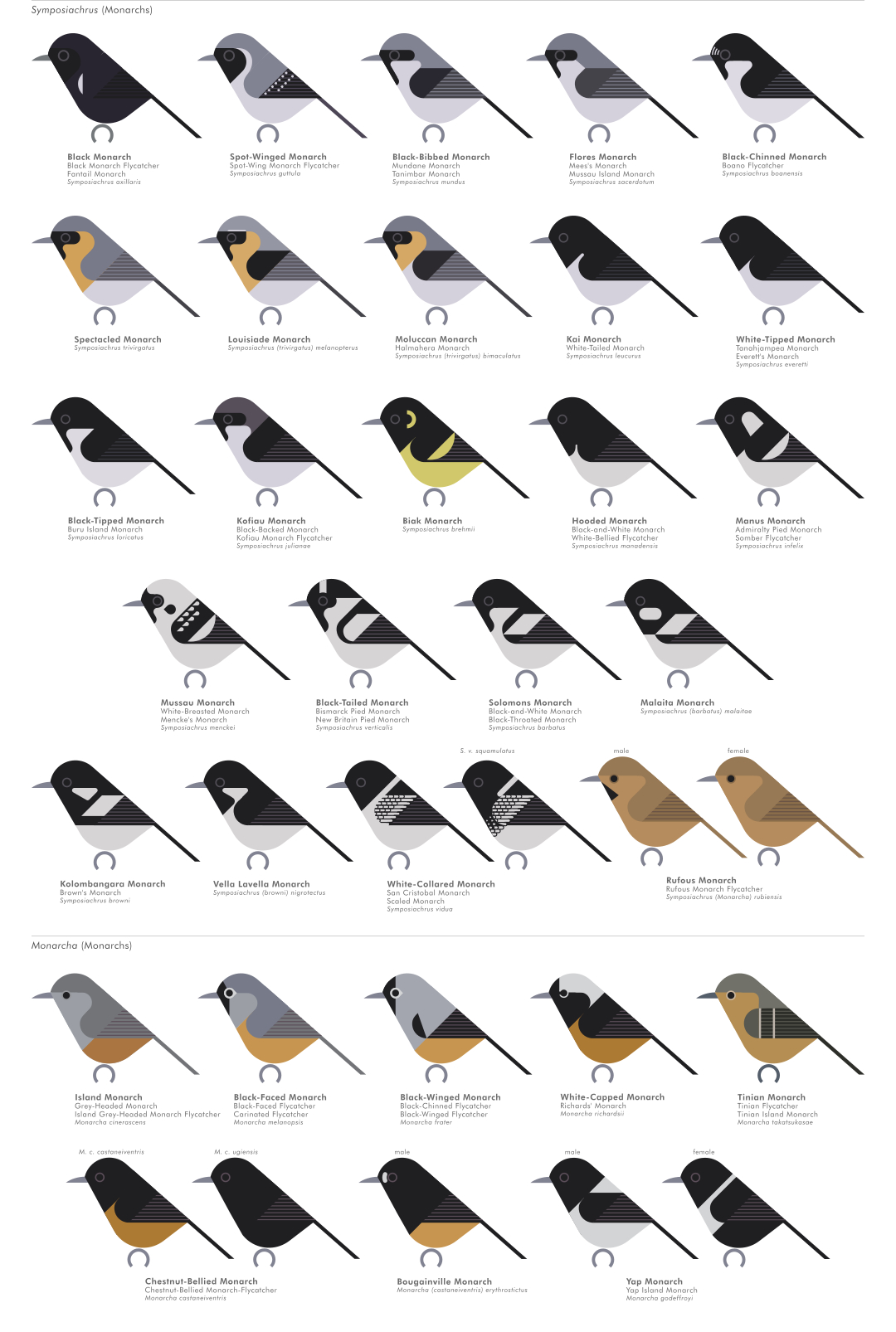 scott partridge - AVE - avian vector encyclopedia - monarch flycatchers - bird vector art