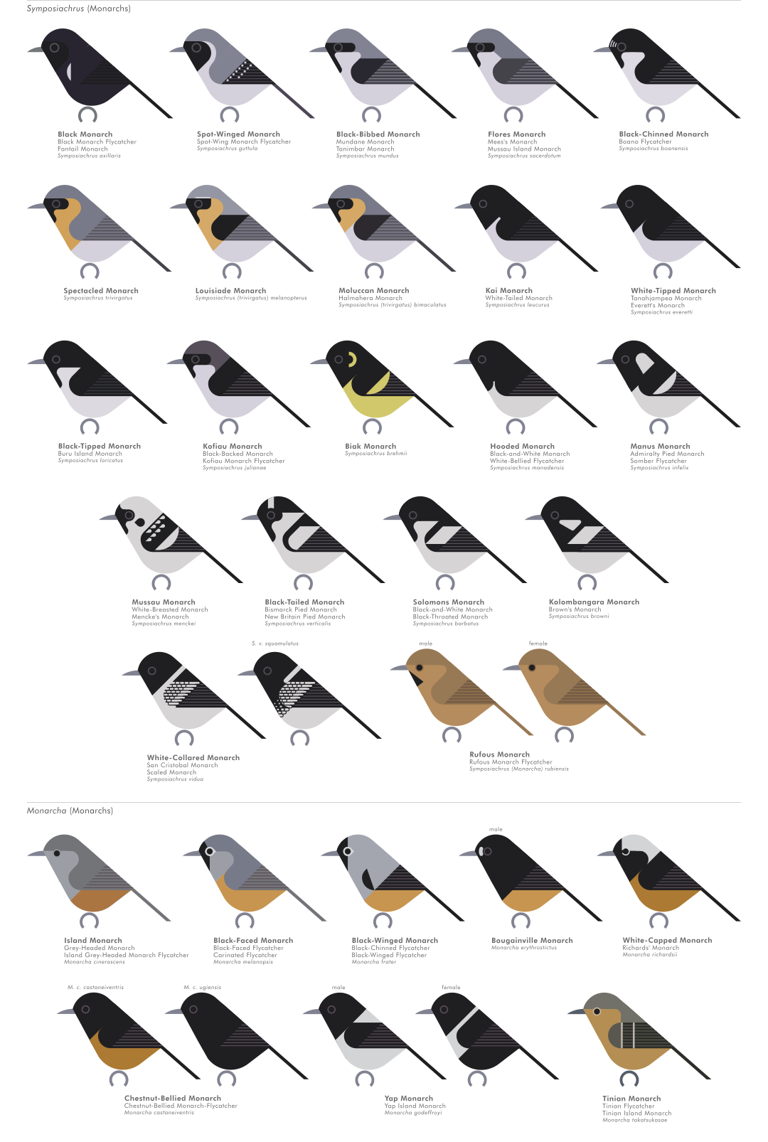 scott partridge - AVE - avian vector encyclopedia - monarch flycatchers - bird vector art