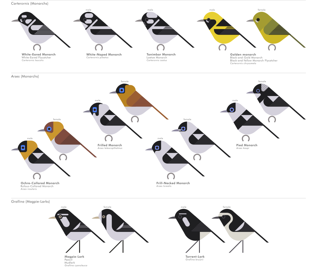 scott partridge - AVE - avian vector encyclopedia - monarch flycatchers - bird vector art