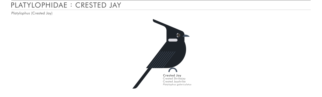scott partridge - AVE - avian vector encyclopedia - crested jay - bird vector art