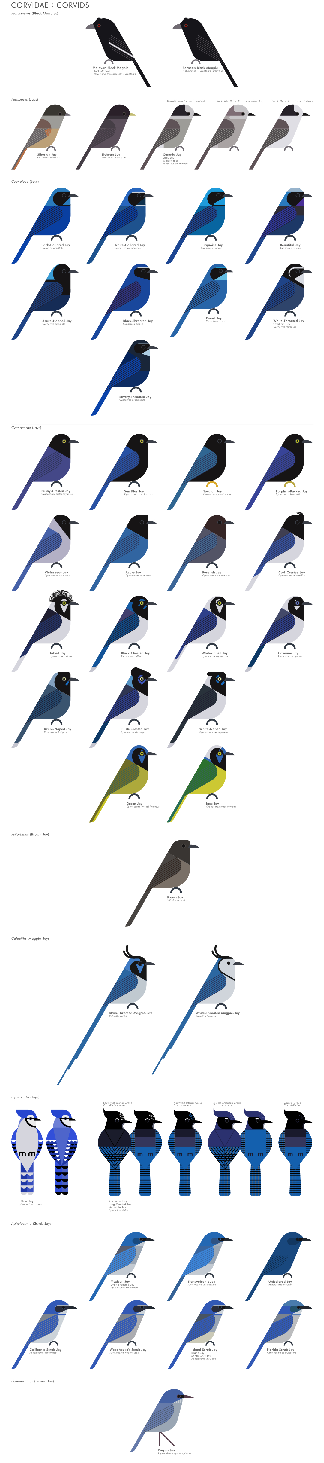scott partridge - AVE - avian vector encyclopedia - corvids - bird vector art