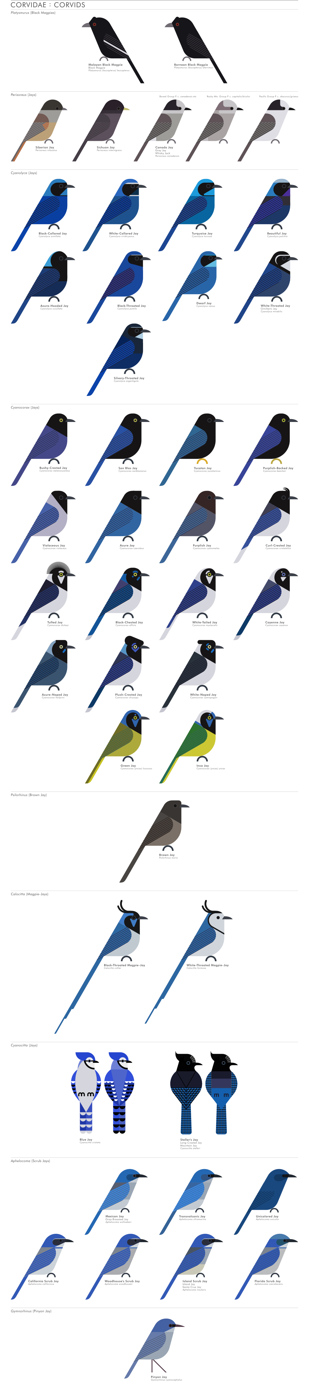 scott partridge - AVE - avian vector encyclopedia - corvids - bird vector art