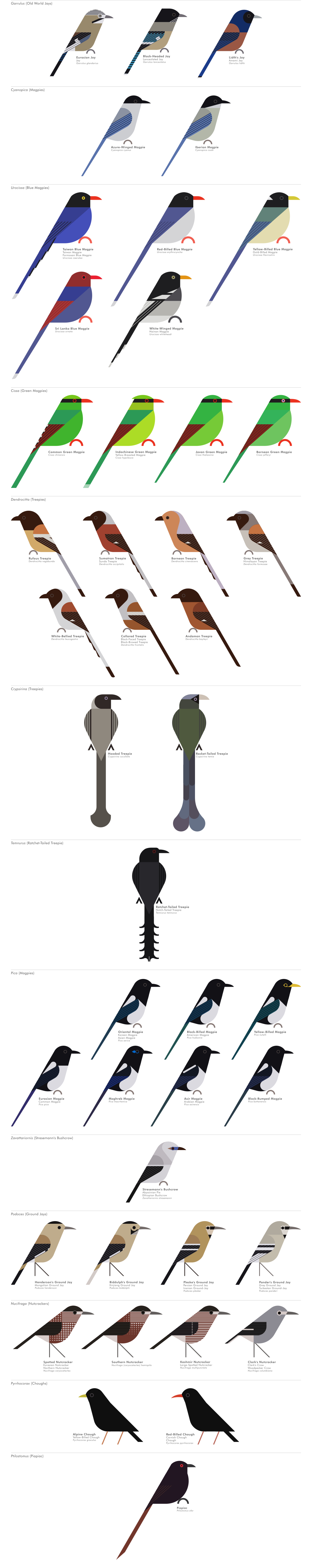 scott partridge - AVE - avian vector encyclopedia - corvids - bird vector art