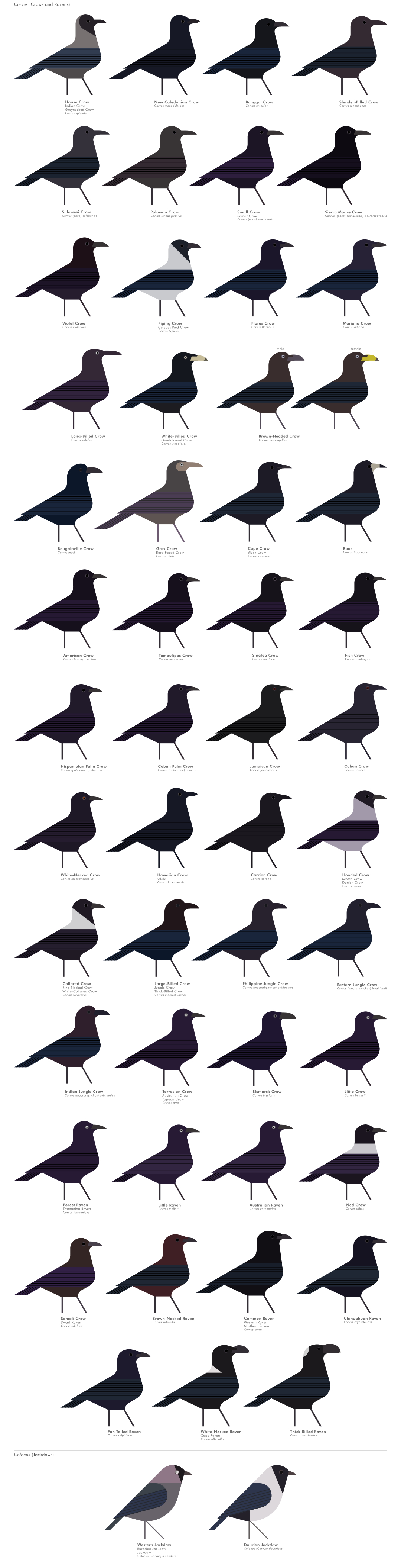 scott partridge - AVE - avian vector encyclopedia - corvids - bird vector art