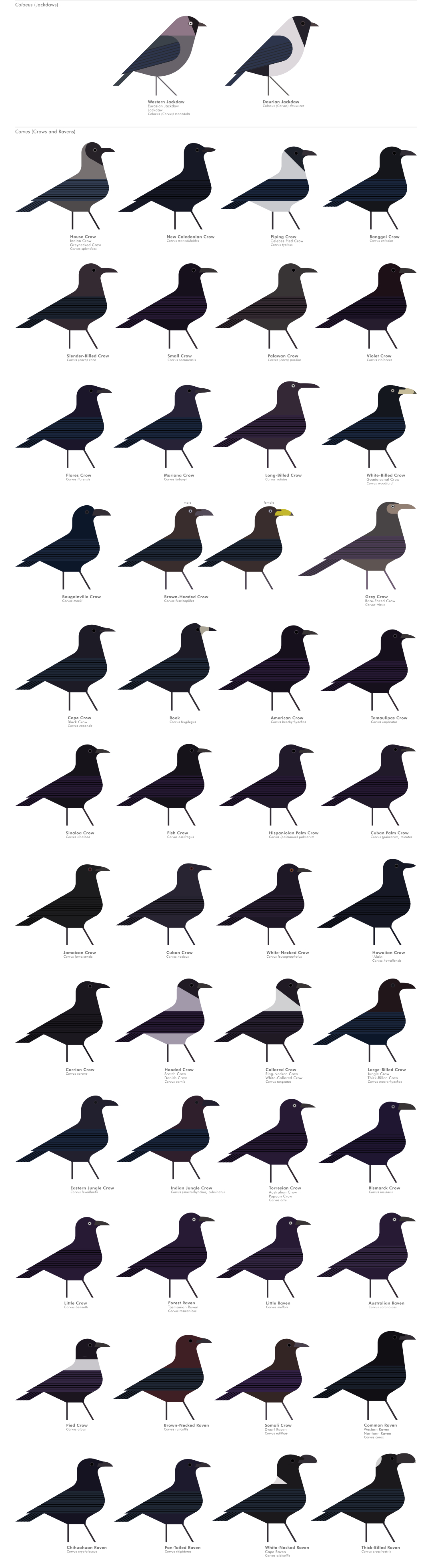 scott partridge - AVE - avian vector encyclopedia - corvids - bird vector art