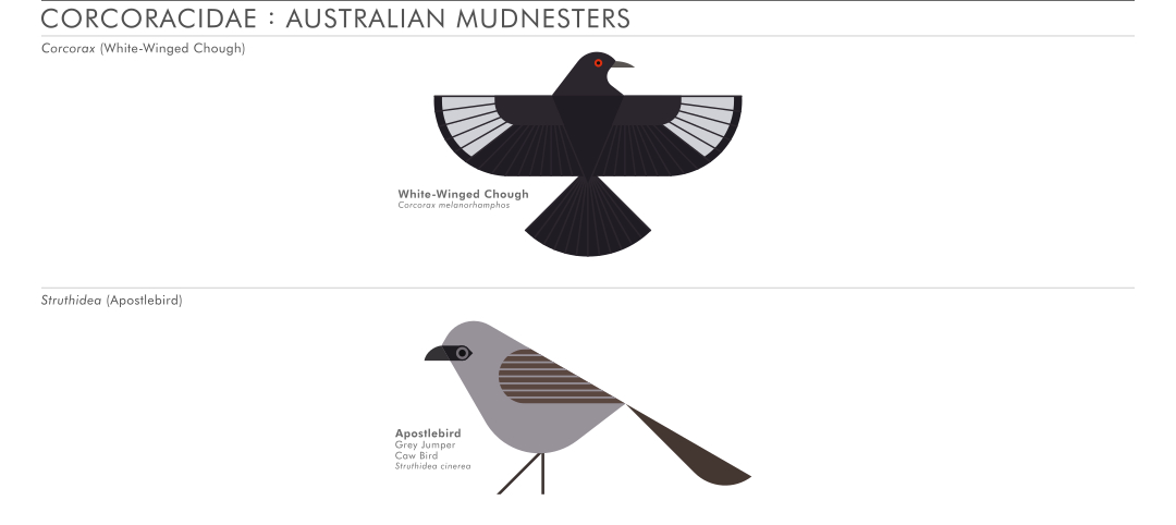 scott partridge - AVE - avian vector encyclopedia - mudnesters - bird vector art