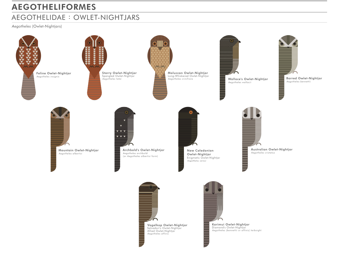 scott partridge - ave - avian vector encyclopedia - owlet nightjars aegotheliformes - bird vector art