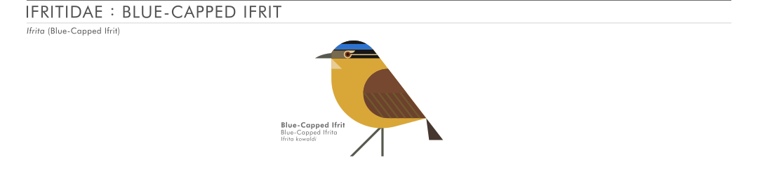 scott partridge - AVE - avian vector encyclopedia - ifrit - bird vector art