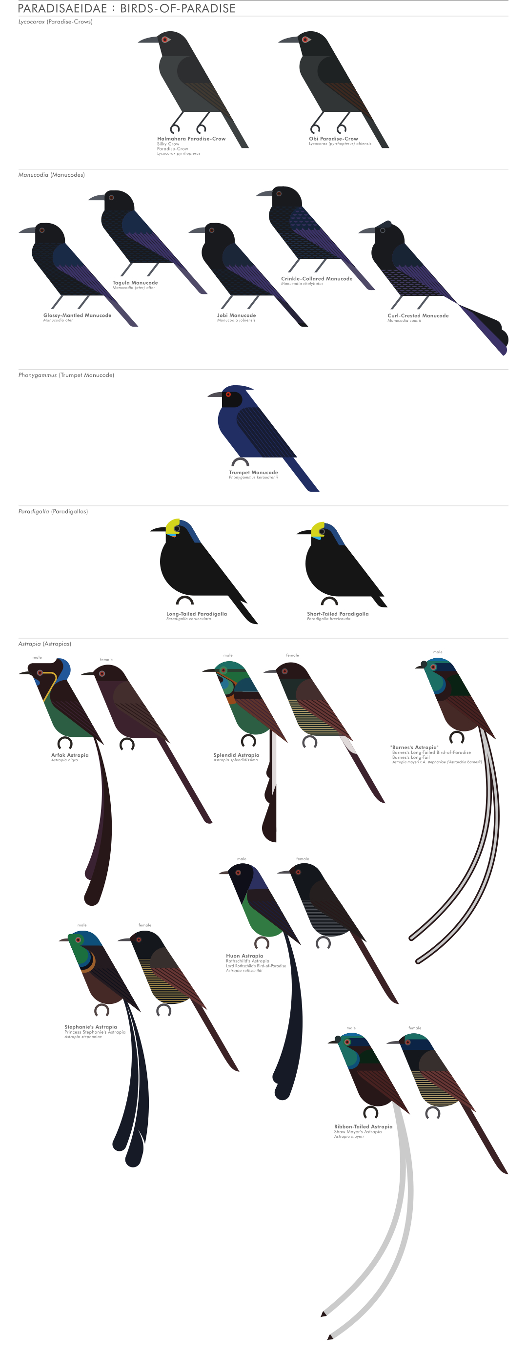 scott partridge - AVE - avian vector encyclopedia - birds o fparadise - bird vector art