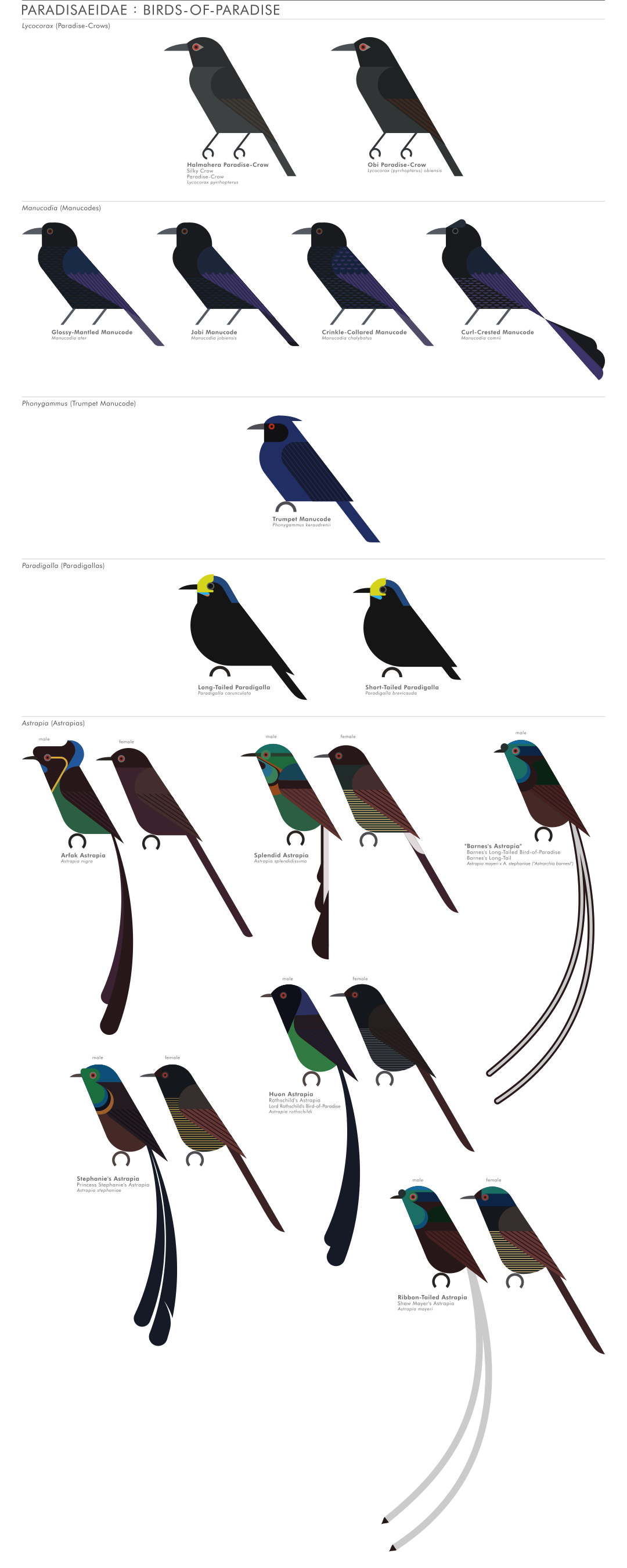scott partridge - AVE - avian vector encyclopedia - birds o fparadise - bird vector art