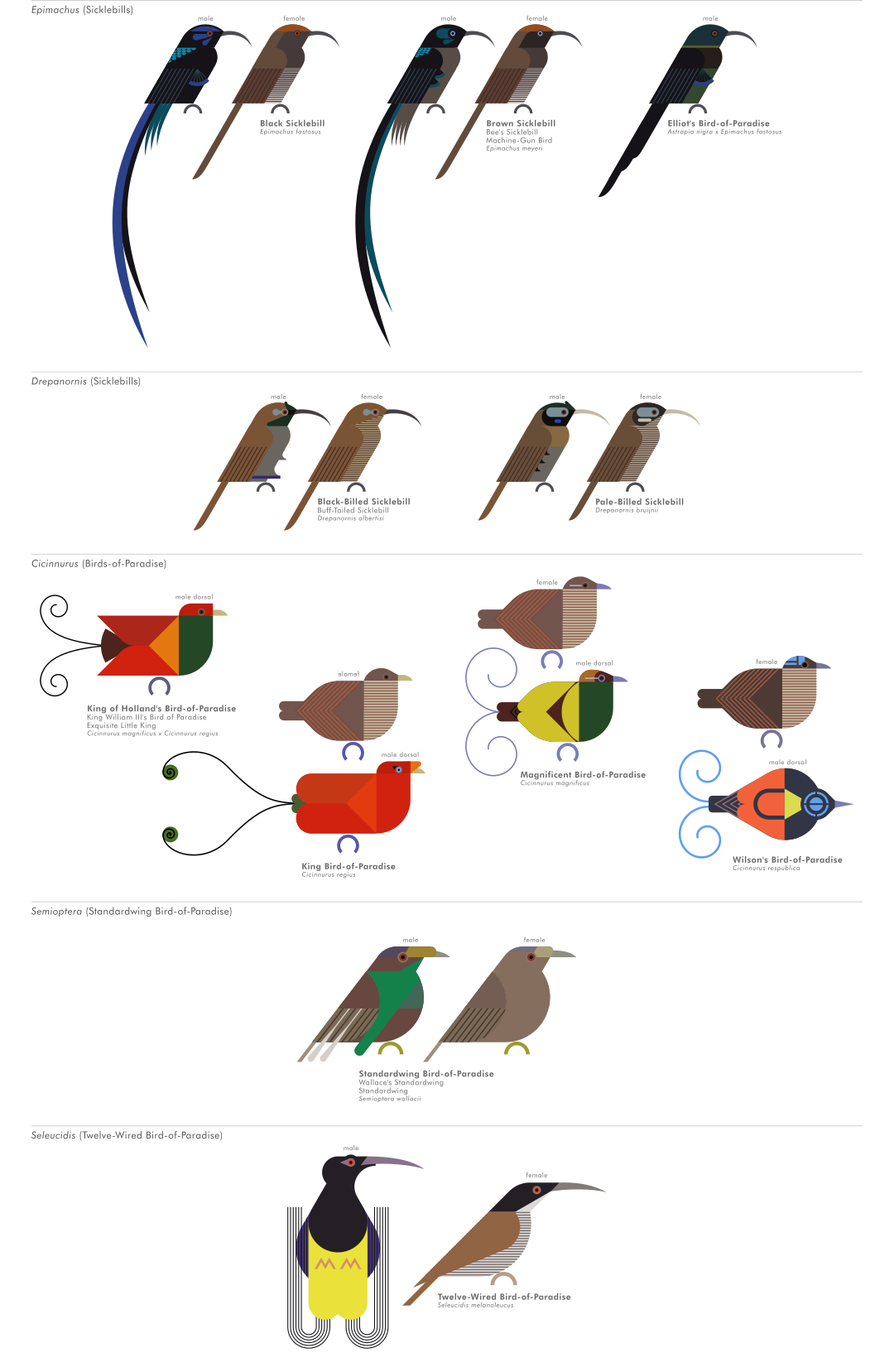 scott partridge - AVE - avian vector encyclopedia - birds o fparadise - bird vector art