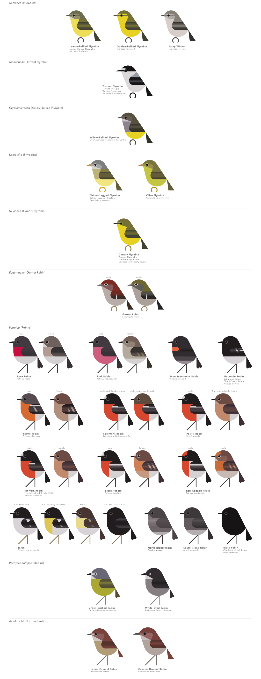 scott partridge - AVE - avian vector encyclopedia - robins - bird vector art