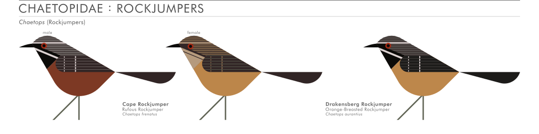 scott partridge - AVE - avian vector encyclopedia - rockjumpers - bird vector art