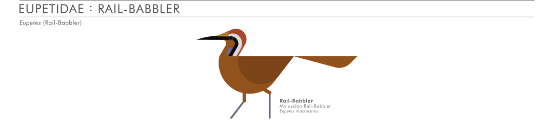 scott partridge - AVE - avian vector encyclopedia - railbabbler - bird vector art