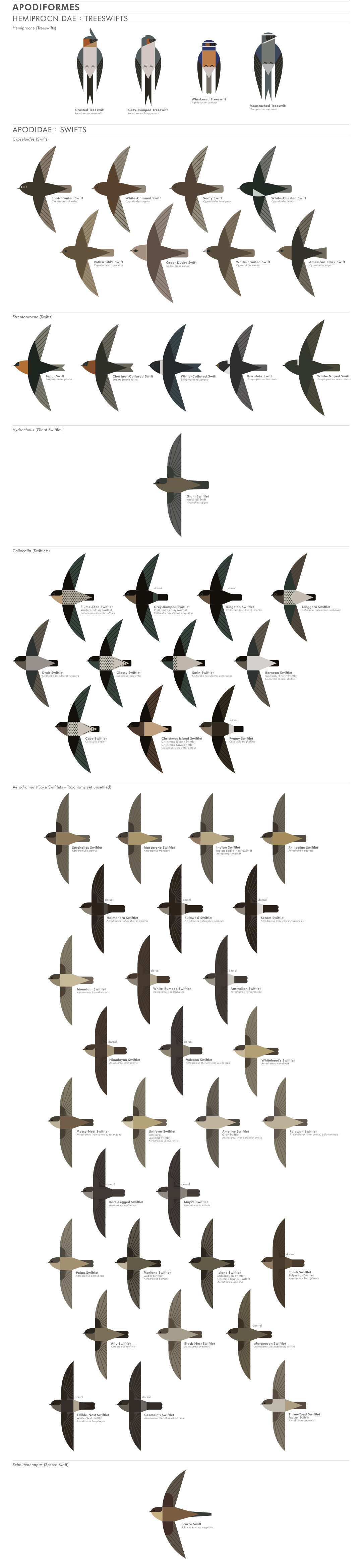 scott partridge - ave - avian vector encyclopedia - swifts Apodiformes - vector bird art - bird vector art