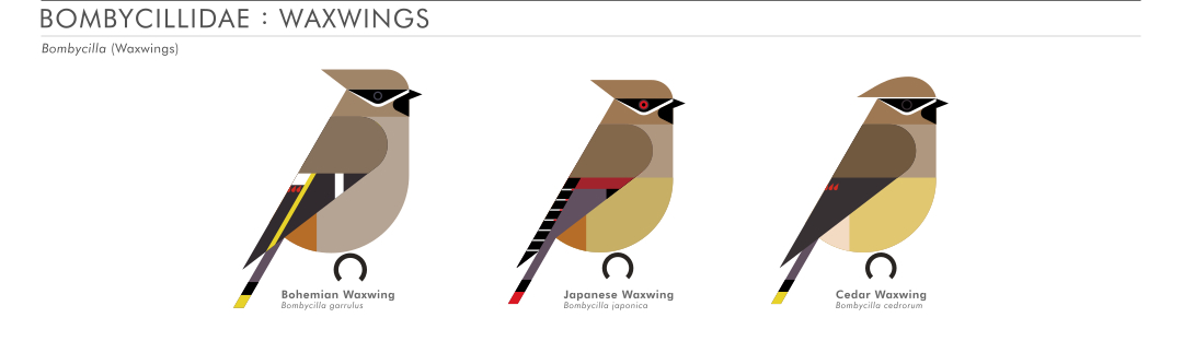 scott partridge - AVE - avian vector encyclopedia - waxwings - bird vector art