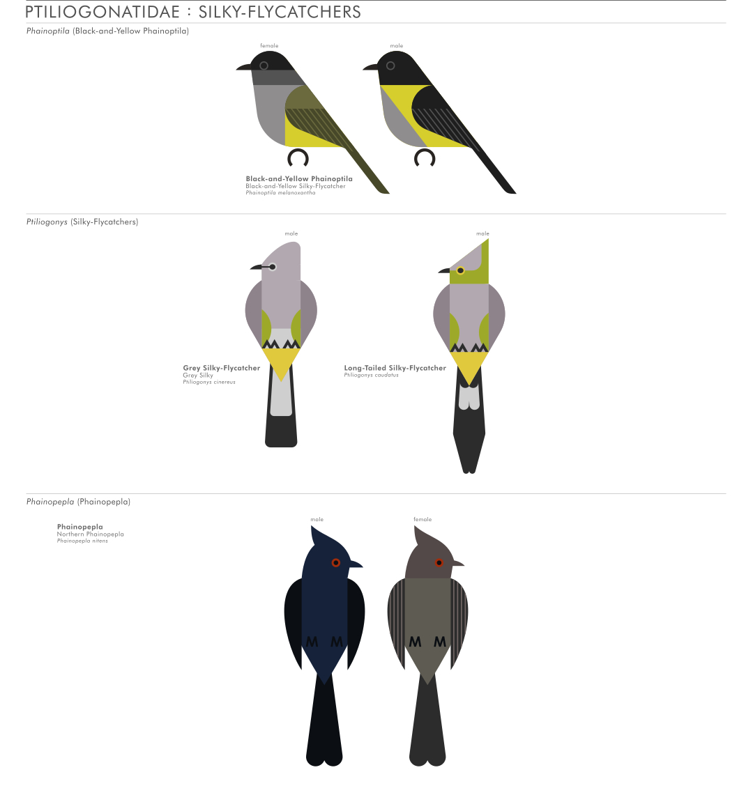 scott partridge - AVE - avian vector encyclopedia - silkyflycatchers - bird vector art