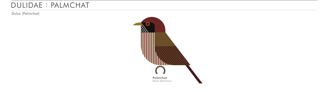 scott partridge - AVE - avian vector encyclopedia - palmchat - bird vector art