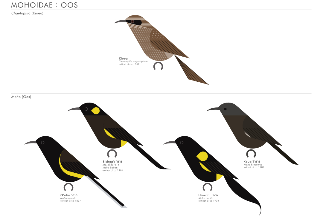 scott partridge - AVE - avian vector encyclopedia - oos2 - bird vector art