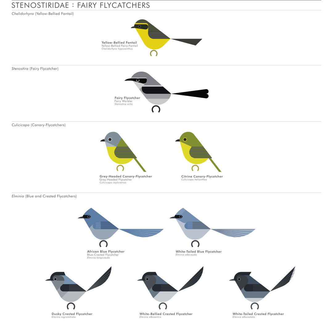 scott partridge - AVE - avian vector encyclopedia - fairy flycatchers - bird vector art