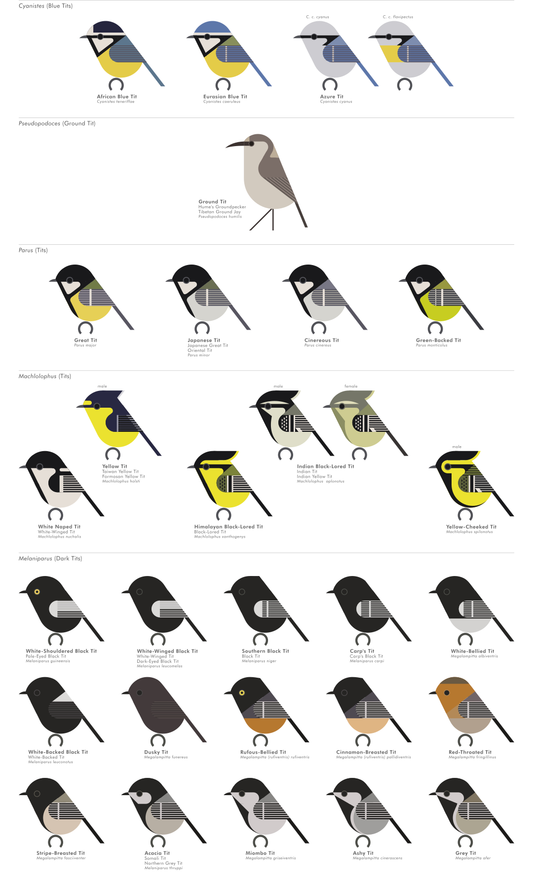 scott partridge - AVE - avian vector encyclopedia - tits - bird vector art