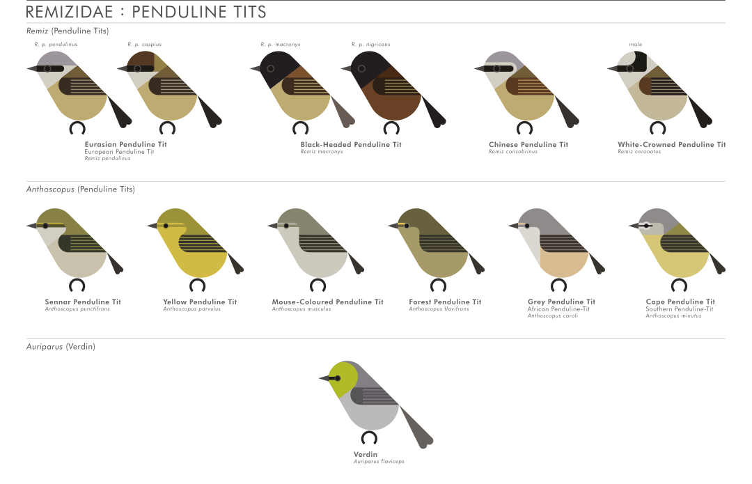 scott partridge - AVE - avian vector encyclopedia - penduline tits - bird vector art