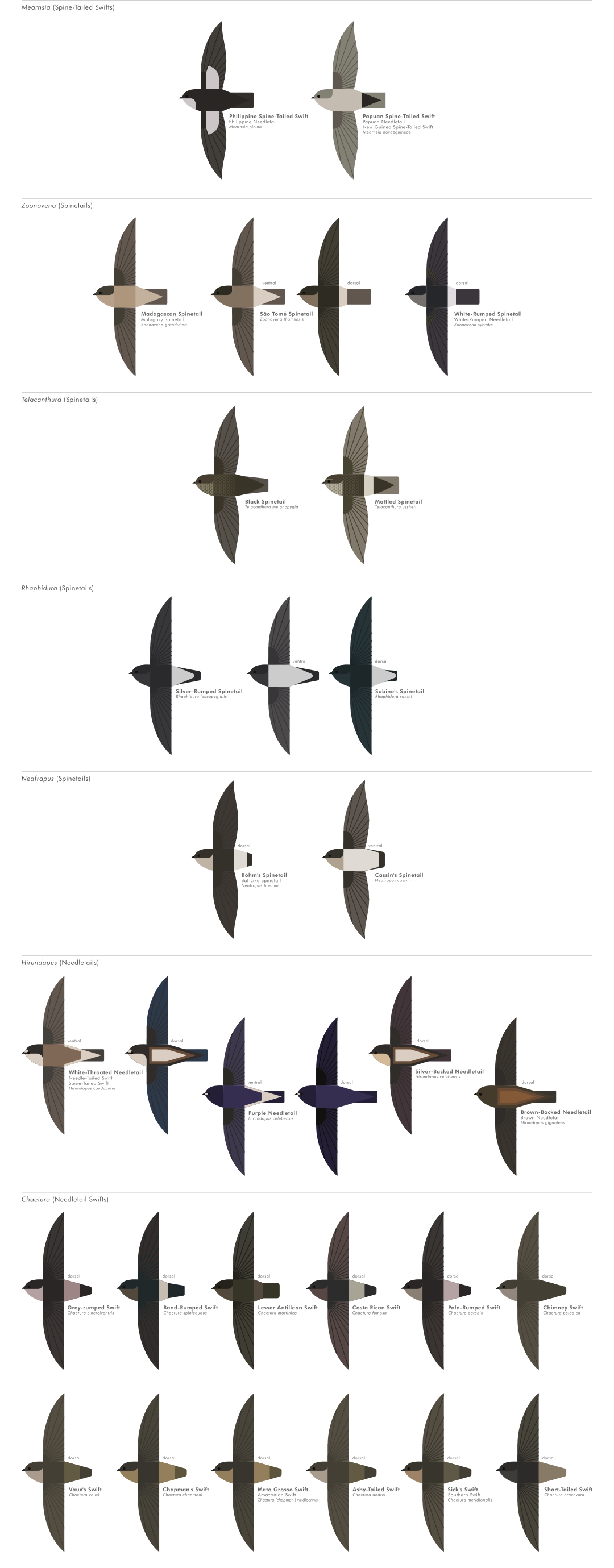 scott partridge - ave - avian vector encyclopedia - swifts Apodiformes - vector bird art