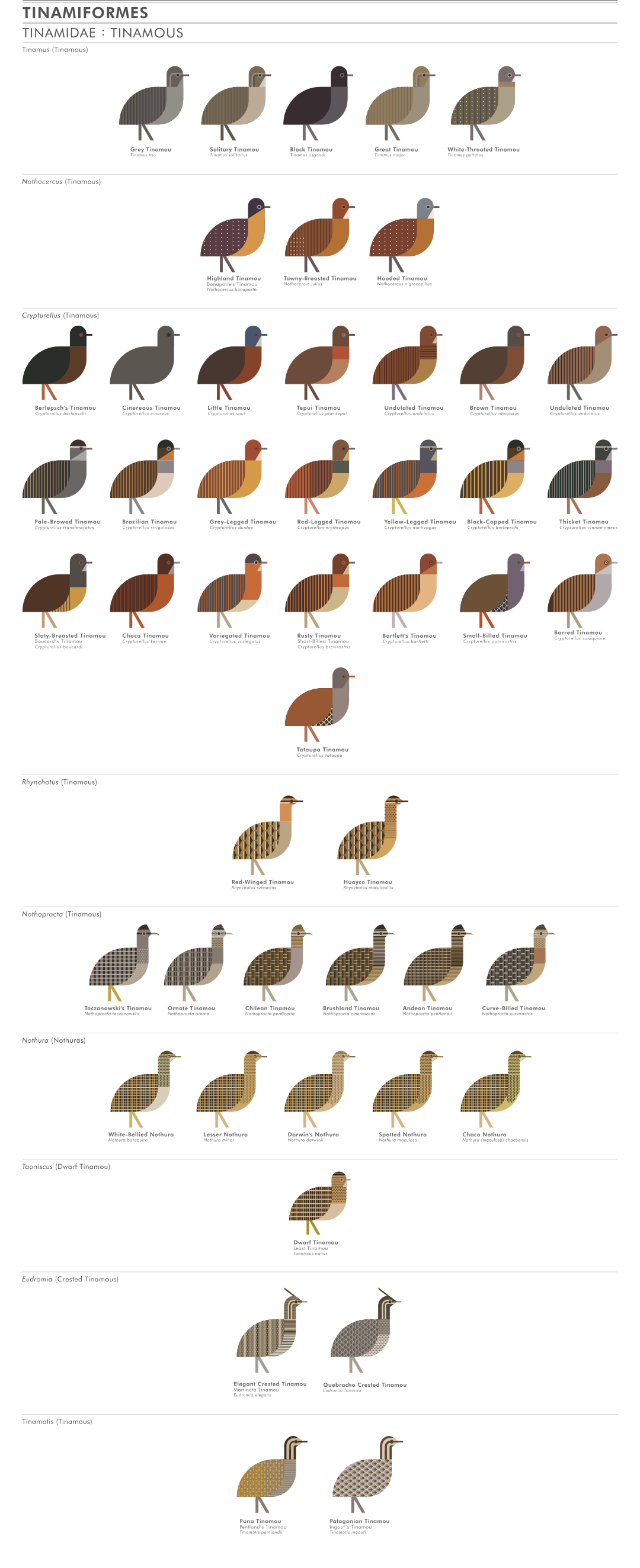 scott partridge - ave - avian vector encyclopedia - tinamous Tinamidae Tinamiformes
