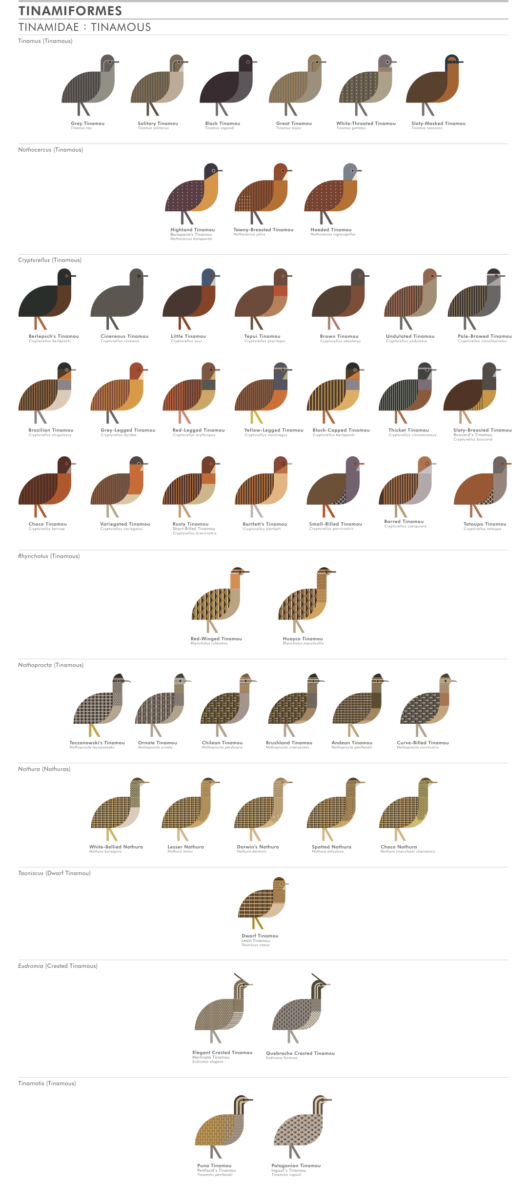 scott partridge - ave - avian vector encyclopedia - tinamous Tinamidae Tinamiformes
