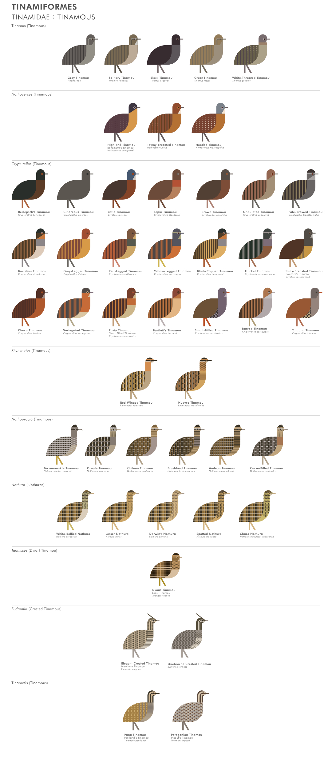 scott partridge - ave - avian vector encyclopedia - tinamous Tinamidae Tinamiformes