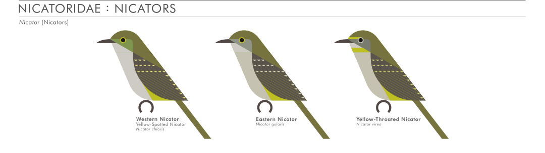 scott partridge - AVE - avian vector encyclopedia - nicators - bird vector art